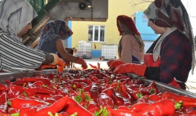 Biber Salçası 5 KG Bidon Yeni Sezon